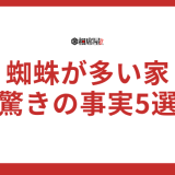 蜘蛛が多い家のスピリチュアルなメッセージとは？驚きの事実5選