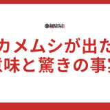 カメムシが家に出た時のスピリチュアルな意味とは？驚きの事実！